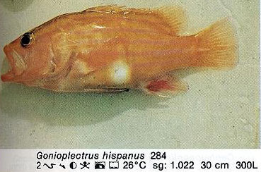Gonioplectrus hispanus